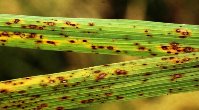 Brown Spot of Rice: Symptoms, Impact, and Management Strategies