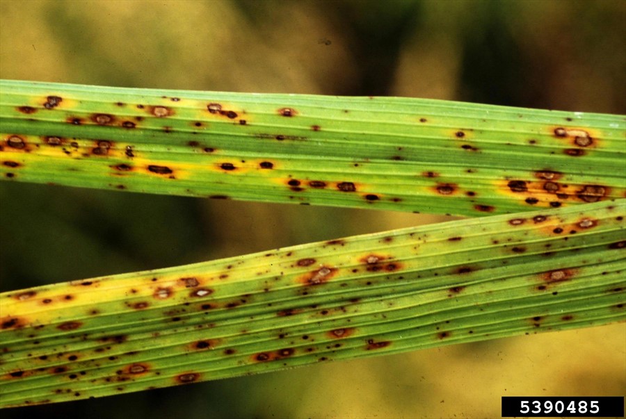 Brown Spot of Rice: Symptoms, Impact, and Management Strategies