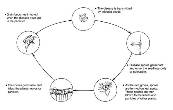 Disease Cycle of Brown Spot of rice: inoculam source, disease development, infection, spread and dispersal, survival