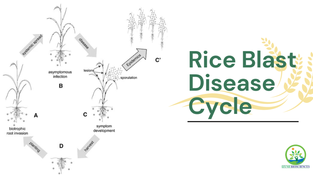 Rice Blast Disease Cycle and Epidemiology - complete process