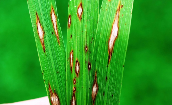 Rice Blast Disease Symptoms, Signs, Disease Cycle and Management