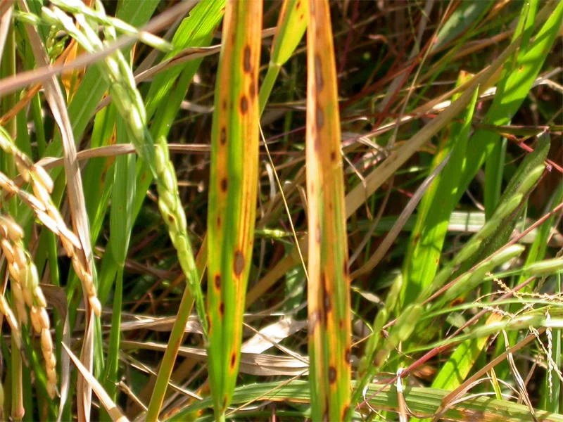 Symptoms of Brown Spot of Rice- Seedling Stage, foliar and glume disease, yield impact