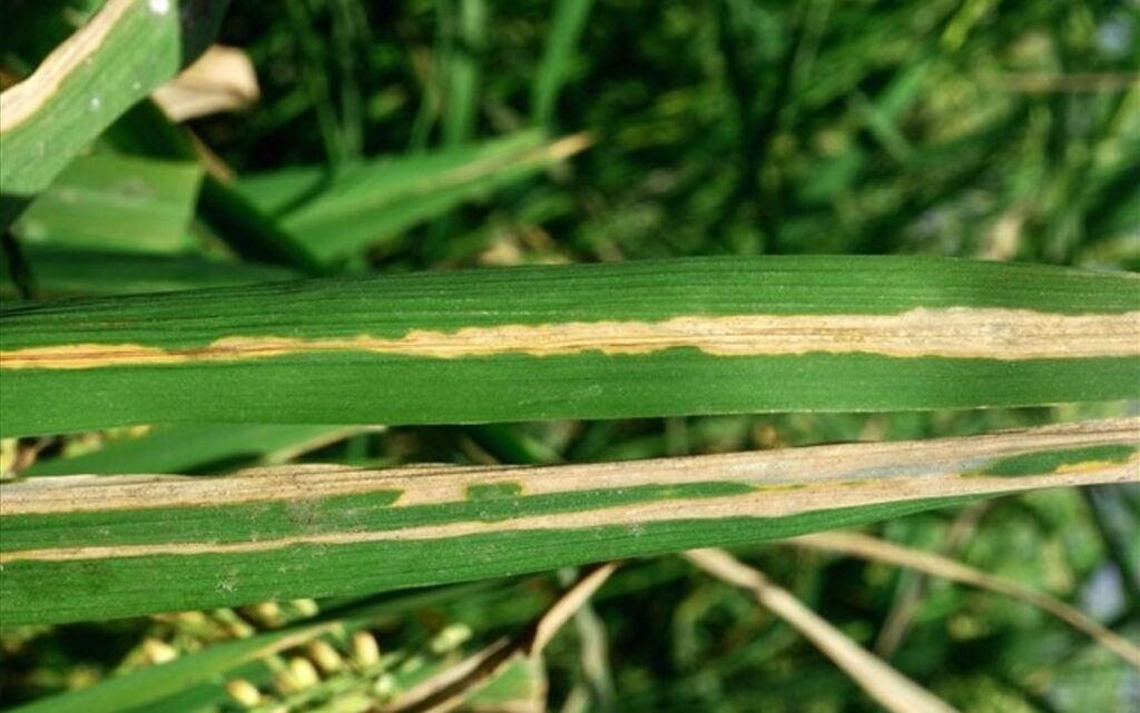 Bacterial Leaf Blight of Rice: Symptoms, Disease cycle, Management