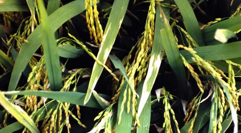 Bacterial Leaf Blight of Rice-Symptoms, Disease cycle, Management