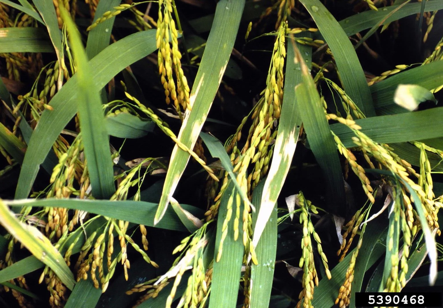 Bacterial Leaf Blight of Rice-Symptoms, Disease cycle, Management