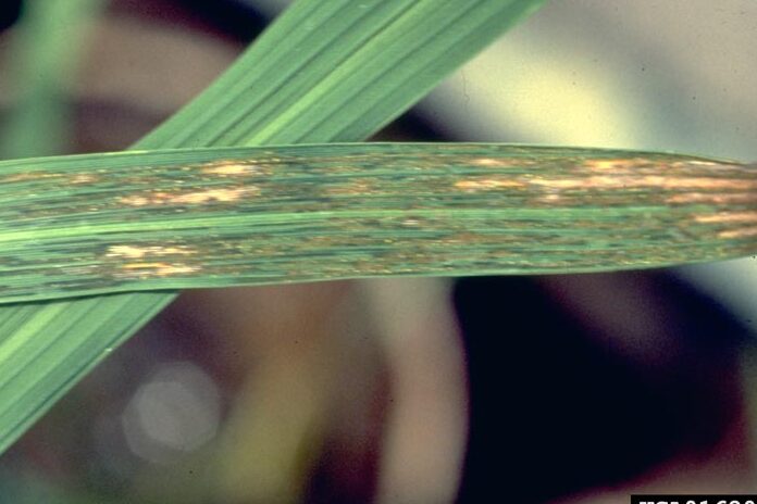 Bacterial Leaf Streak of Rice Disease Cycle