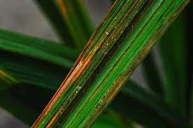 Bacterial Leaf Streak of Rice: Symptoms, Disease Cycle, Management