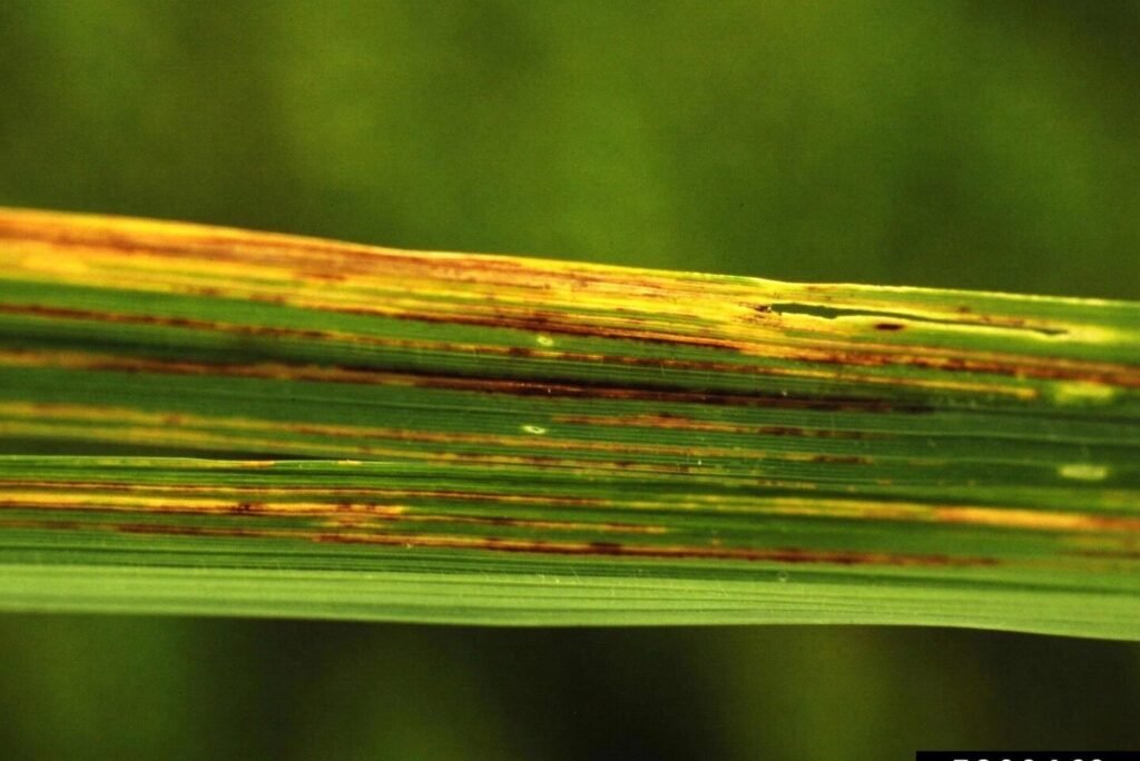 Stringy Rice Bacteria Bacterial Leaf Streak of Rice: Symptoms, Disease Cycle, Management