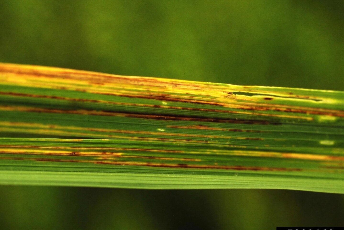 Bacterial Leaf Streak of Rice Symptoms