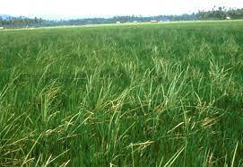 Bakanae Disease of Rice: Symptoms, Disease Cycle, Management