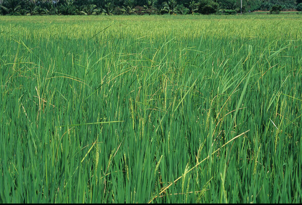 Bakanae Disease of Rice Symptoms- How to Identify the disease