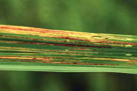 Disease Cycle of Bacterial Leaf Blight of Rice and How to Identify It