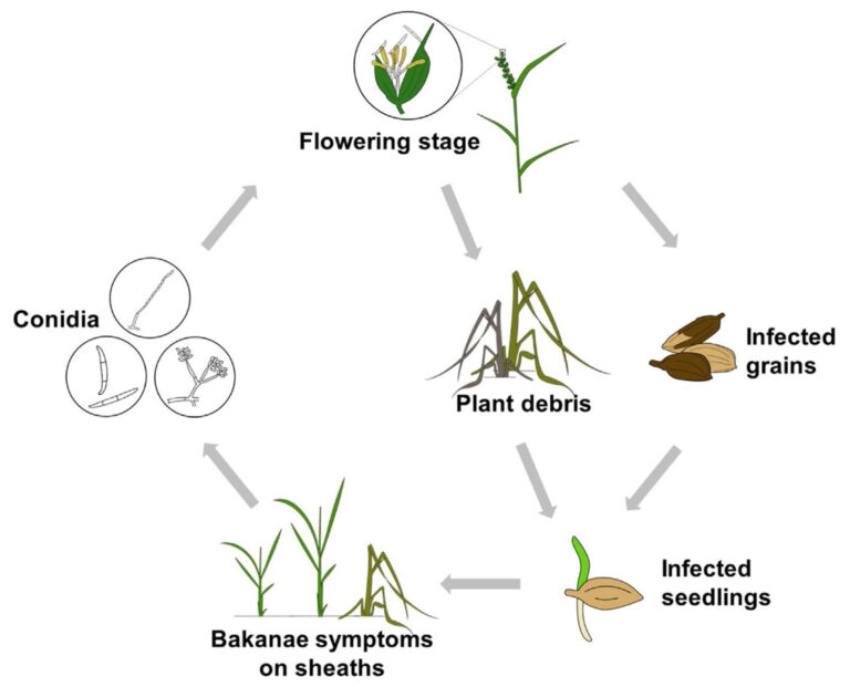 Bakanae Disease of Rice: Symptoms, Disease Cycle, Management