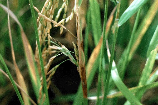 Disease Cycle of Sheath Rot Disease of Rice