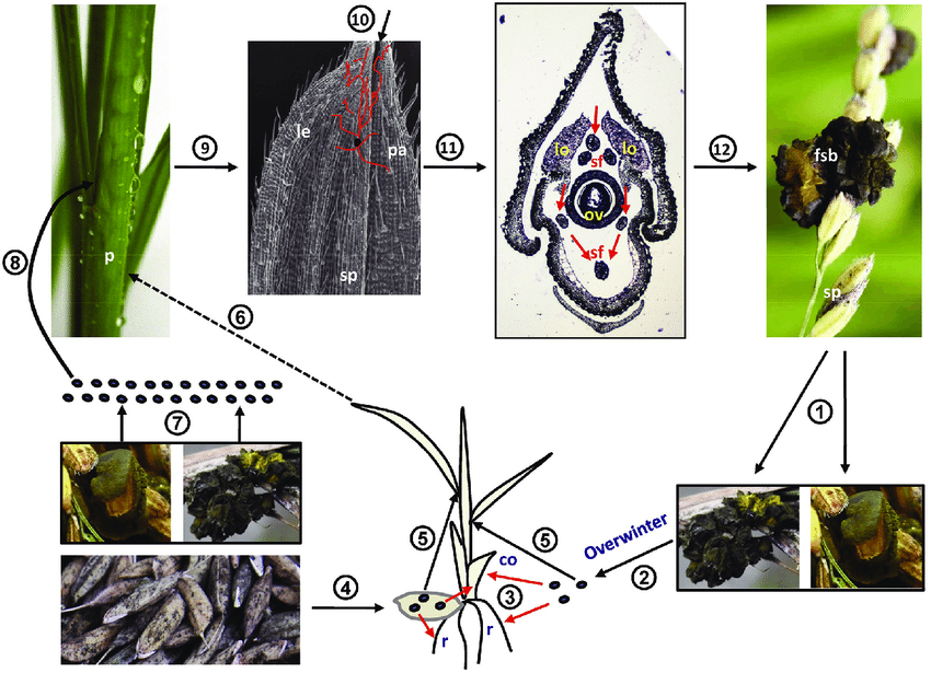 False Smut of Rice Disease Cycle: