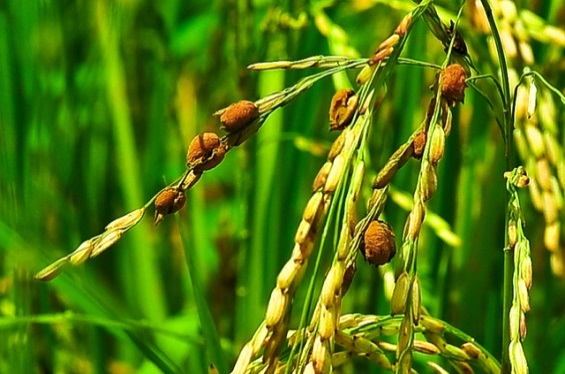 False Smut of Rice: Symptoms, Impact, Disease Cycle and Management