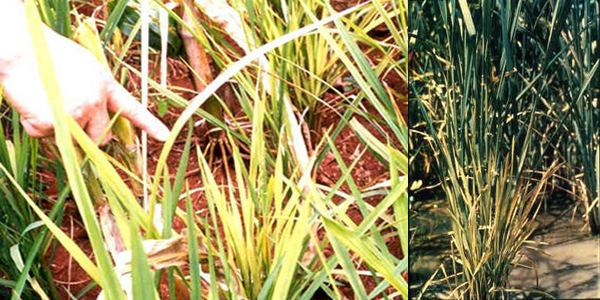 Grassy Stunt Disease of Rice: Symptoms, Disease Cycle, and Management