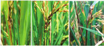 How to Identify Sheath Rot Disease in Rice