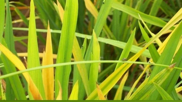 Rice Grassy Stunt Disease Cycle