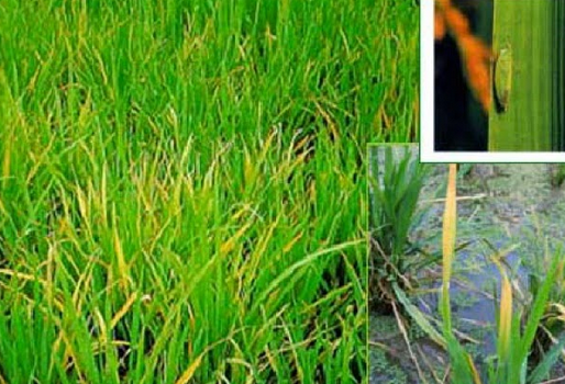Rice Tungro Disease: Symptoms, Impact, and How to Protect Crops