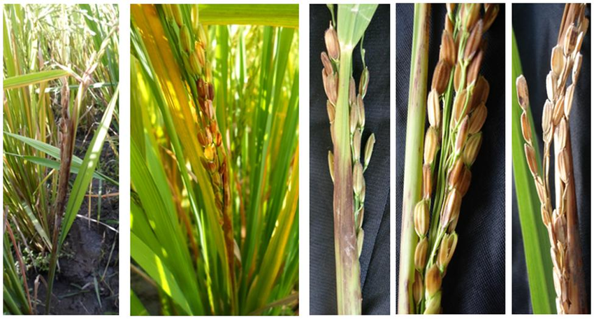 Sheath Rot Disease of Rice: Symptoms, Disease Cycle, Management