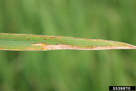 Symptoms of Bacterial Leaf Blight of Rice