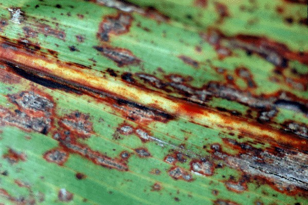 Anthracnose of Sorghum: Symptoms, Impact and Management