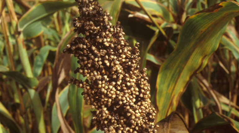 Covered Kernel Smut Sorghum: Symptoms, Management