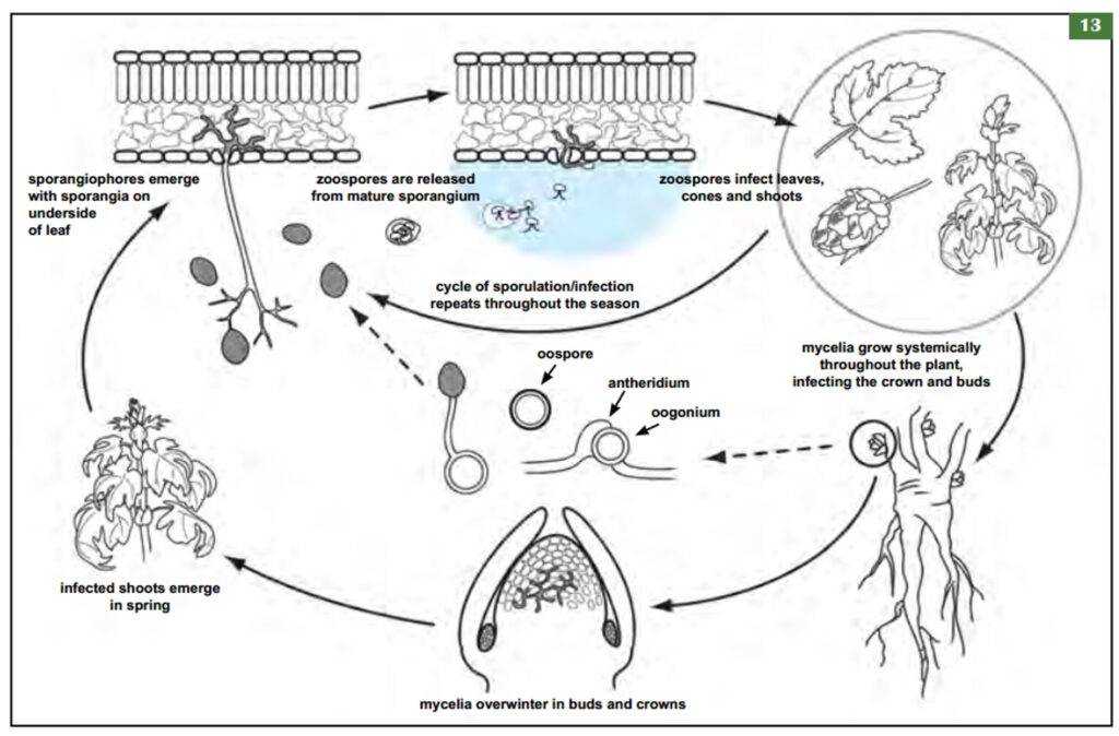 Disease Cycle of Sorghum Downy Mildew: How It Spreads and Grows