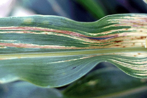 Downy Mildew of Sorghum: Symptoms, Disease Cycle, Management