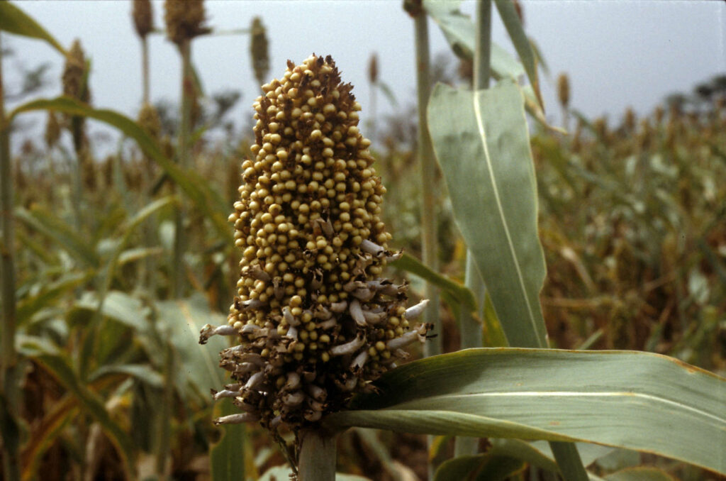 Long Smut of Sorghum: Symptoms and Management