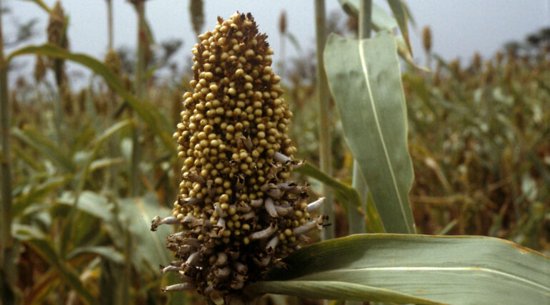 Long Smut of Sorghum: Symptom, Disease Cycle, and Management