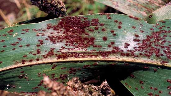 Rust of Sorghum: Symptoms, Impact and Management in 2023