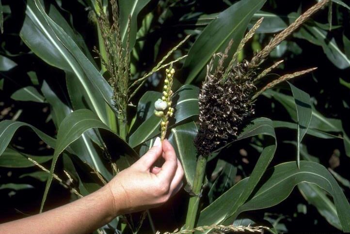 Symptoms of Head Smut of Sorghum