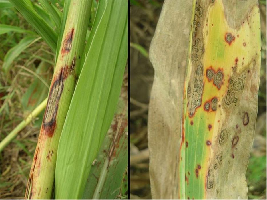 Anthracnose of Sorghum: Symptoms, Impact and Management