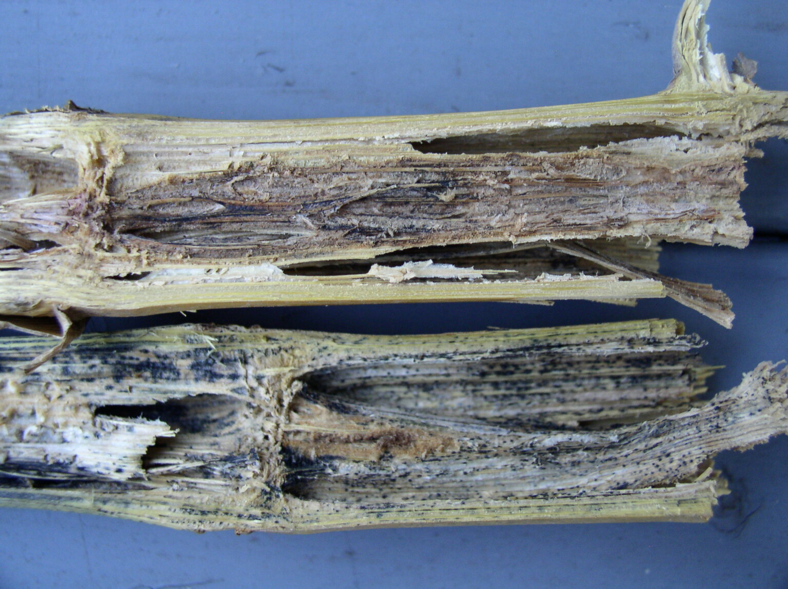 Charcoal Rot of Maize: Symptoms, Disease Cycle and Management