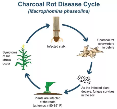 Disease Cycle and Favorable Conditions of Charcoal Rot