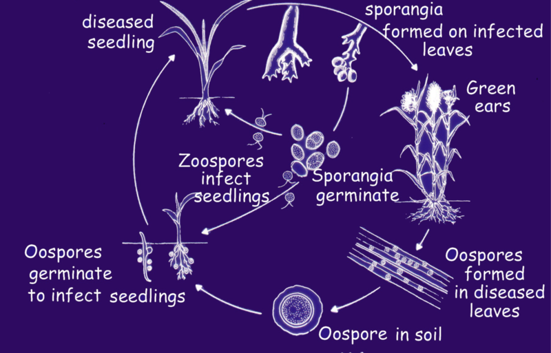 Life Cycle of Downy Mildew of Maize