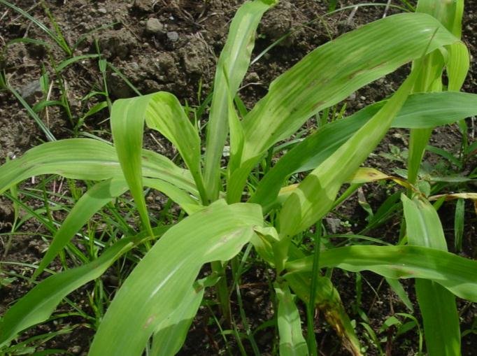 Symptoms of Downy Mildew of Maize