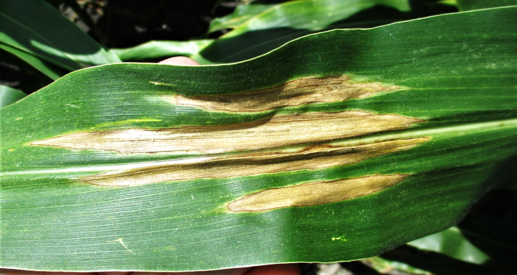 Turcicum Leaf Blight of Maize Symptoms