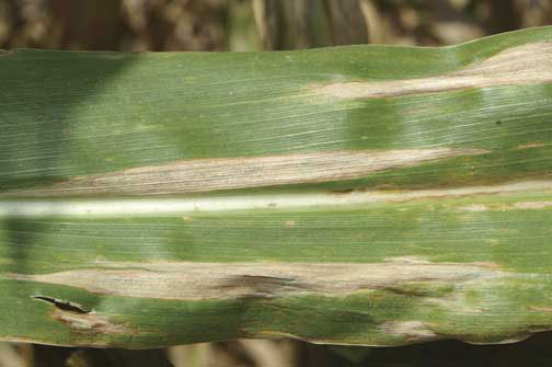 Turcicum Leaf Blight of Maize: Symptoms, Disease Cycle and Management