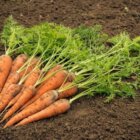 गाजर की खेती कैसे करें( Gajar ki kheti kaise Karein)