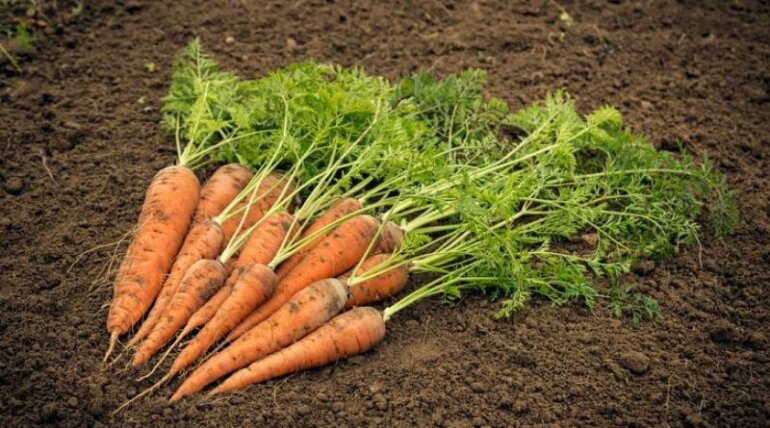 गाजर की खेती कैसे करें( Gajar ki kheti kaise Karein)