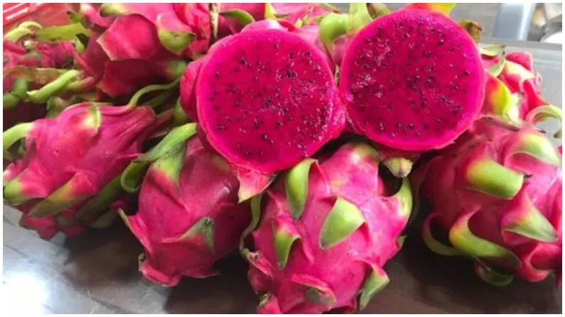 ड्रैगन फ्रूट की खेती कैसे करें (How to Cultivate Dragon Fruit)