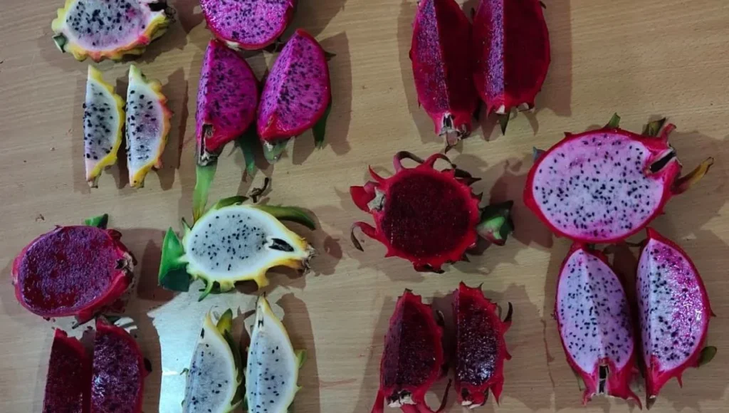 ड्रैगन फ्रूट की विभिन्न किस्में (Different Varieties of Dragon Fruit)- White Dragon Fruit, Red Dragon Fruit, Yellow Dragon Fruit