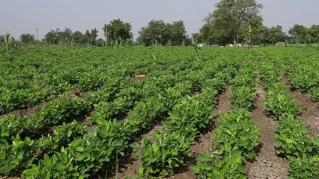 मूंगफली की खेती कैसे करें : बुवाई से लेकर कटाई तक