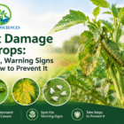 Pest Damage in Crops
