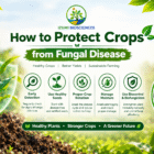 Protect Crops from Fungal Disease