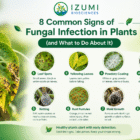 Fungal Infection in Plants