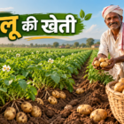 आलू की खेती